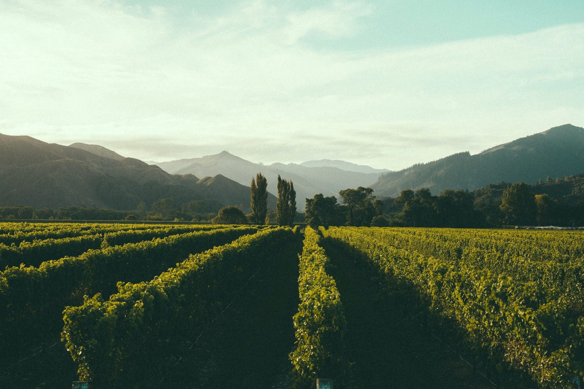 All Wine | Premium Liquor NZ